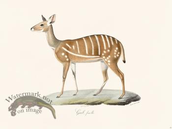 Cuvier 054 Female Bushbuck